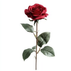 A single red rose with velvety petals, isolated against a white background