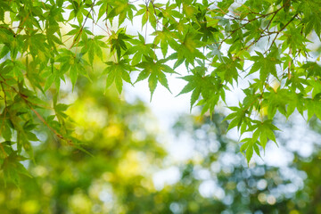 爽やかな新緑のモミジ　青紅葉