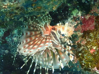 海の岩場を泳ぐ魚のキリンミノ