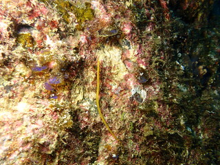 海の岩場に張りつく魚のヒフキヨウジ