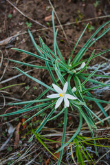 Wild Onion Blooming in Colorado