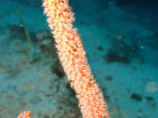ソフトコーラルの上で暮らす魚のガラスハゼ