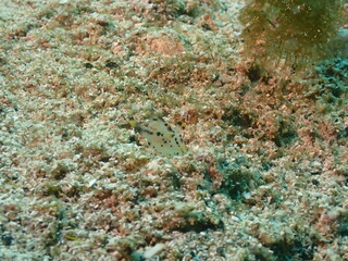 海の砂地の上を這う白く透明なツノザヤウミウシ