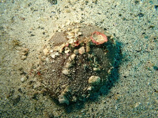 海の砂地に生息するウニの仲間のタコノマクラ