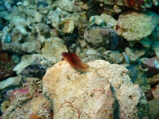 海の岩の上を這う茶色いコナユキツバメガイ