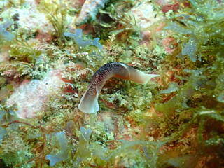 海藻の生えた海の岩の上を這う茶色いコナユキツバメガイ