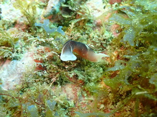 海藻の生えた海の岩の上を這う茶色いコナユキツバメガイ