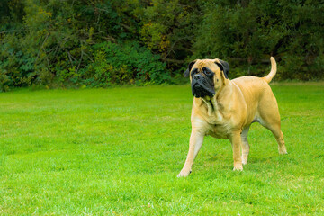 2024-10-15 A FAWN COLORED BULLMASTIFF WALKING ACROSS A LUSH GREEN FIELD WITH FOLIAGE IN THE BACKGROUND ON MERCER ISLAND WASHINGTON
