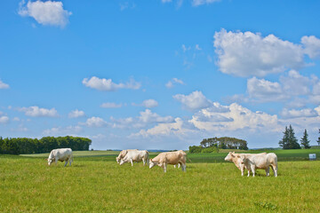Fototapeta premium Cows, field and cattle with grass, countryside and dairy farm for sustainable production and ecology growth. Agriculture, nature and livestock or field ranch animals for beef, meat or milk industry