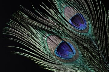 Obraz premium Two beautiful peacock feathers on black background, closeup
