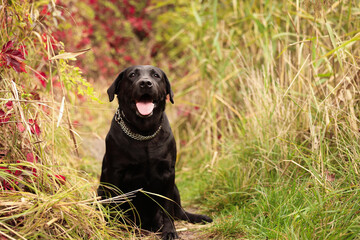 Adorable Labrador Retriever dog sitting among colorful grass outdoors. Space for text