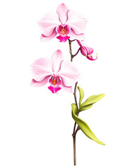 Pink orchid hand drawn paint art illustration painting isolated white background transparent png