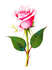 Pink rose hand drawn paint art illustration painting isolated white background transparent png