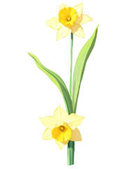 Yellow daffodil hand drawn paint art illustration painting isolated white background transparent png