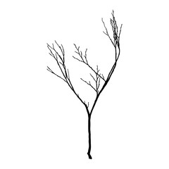 Black Branch Tree or Naked trees silhouettes. Hand drawn isolated illustrations.