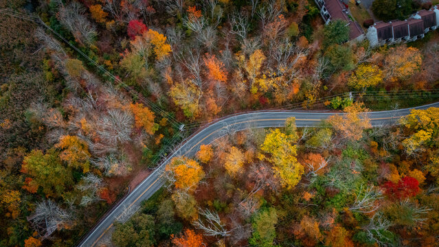 Curvy road in the fall foliage forest in Pennsylvania. 