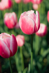 pink tulips in the garden
