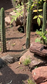 A small lesser grison (Galictis cuja), also known as "quique," minor ferret, Argentine ferret, or furon.