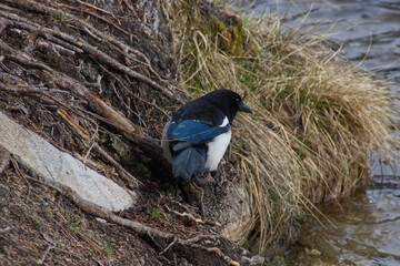 A Black-billed Magpie near Water