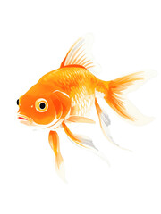 Goldfish hand drawn paint art illustration painting isolated white background transparent png
