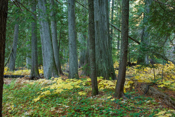 Fototapeta premium Settler's Grove of Ancient Cedars