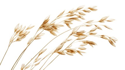 Oat plant isolated on white without shadow clipping path. 