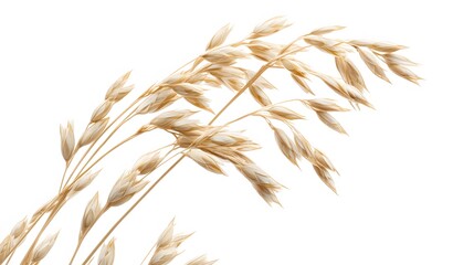 Oat plant isolated on white without shadow clipping path. 