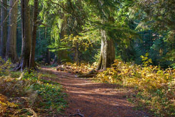 Settler's Grove of Ancient Cedars