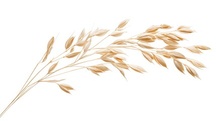Oat plant isolated on white without shadow clipping path. 