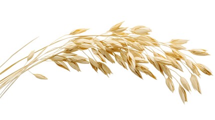 Oat plant isolated on white without shadow clipping path. 