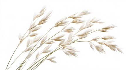 Oat plant isolated on white without shadow clipping path. 