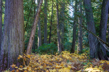 Obraz premium Settler's Grove of Ancient Cedars