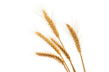 ripe wheat ears isolated on white background.