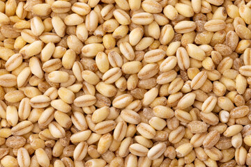 close up of wheat grains.