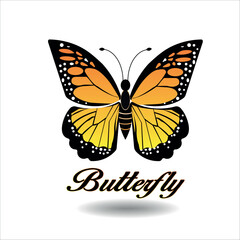 butterfly illustration