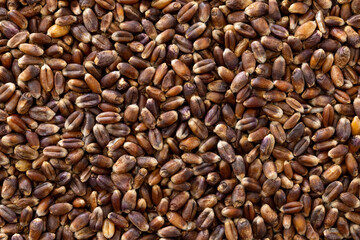 close up shots of rye kernel