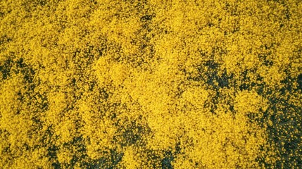A vibrant aerial shot of a vast field of golden rapeseed flowers, resembling a bright yellow carpet under the sun, creating a striking contrast with green patches.