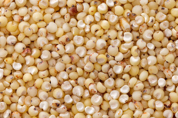 close up shots of sorghum grains