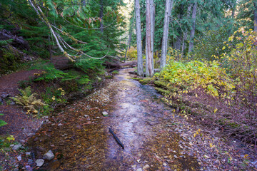 Settlers Grove of Ancient Cedars