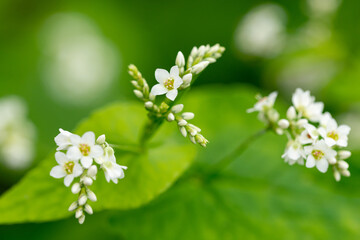 close up flowers of buckwheat in buckwheat field.