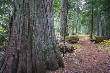 Obraz premium Settlers Grove of Ancient Cedars