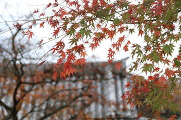鎌倉、秋の風景。紅葉する円覚寺の風景。