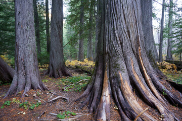 Settlers Grove of Ancient Cedars