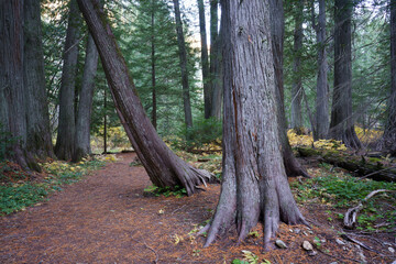 Settlers Grove of Ancient Cedars