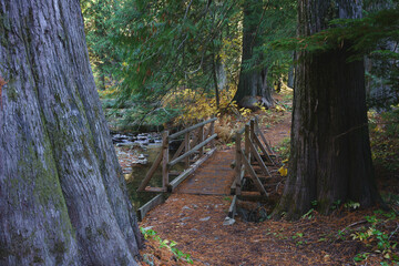 Settlers Grove of Ancient Cedars