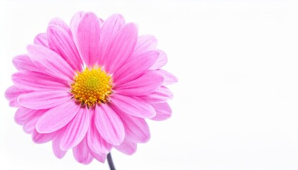 Daisy pink on white background isolated. Beautiful flower.