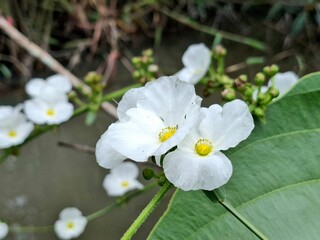 the white water lily flower