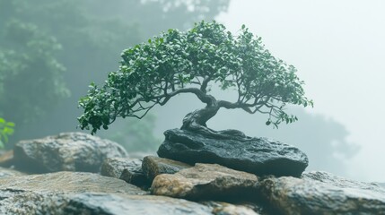 Fototapeta premium Serene Bonsai Tree on Rocky Surface in Misty Landscape