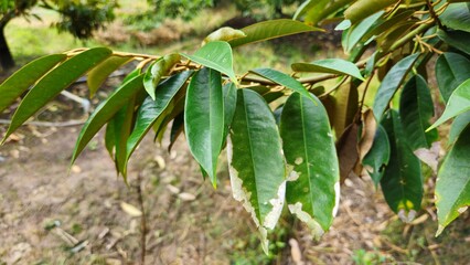 Close up of fresh green durian leaves on the branch in the garden at Mekong Delta Vietnam....