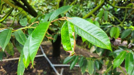 Close up of fresh green durian leaves on the branch in the garden at Mekong Delta Vietnam. Plantation and Agriculture concept.